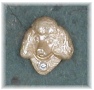PDL11- Poodle Head Study